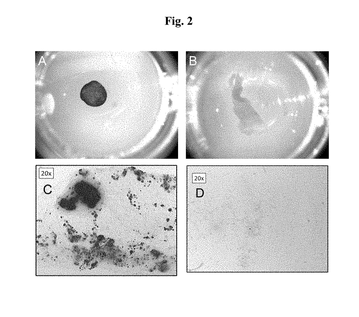 Engineered Three-Dimensional Connective Tissue Constructs and Methods of Making the Same