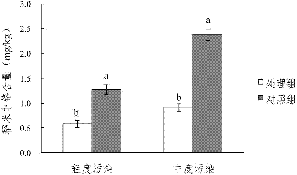 Water content management method for lowering content of chromium in rice in mild chromium-polluted paddy field