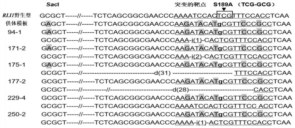 Fluorescence labeled CRISPR/SpCas9 system mediated gene replacement system and application thereof in plants