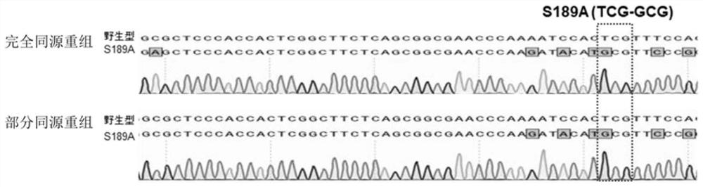 Fluorescence labeled CRISPR/SpCas9 system mediated gene replacement system and application thereof in plants