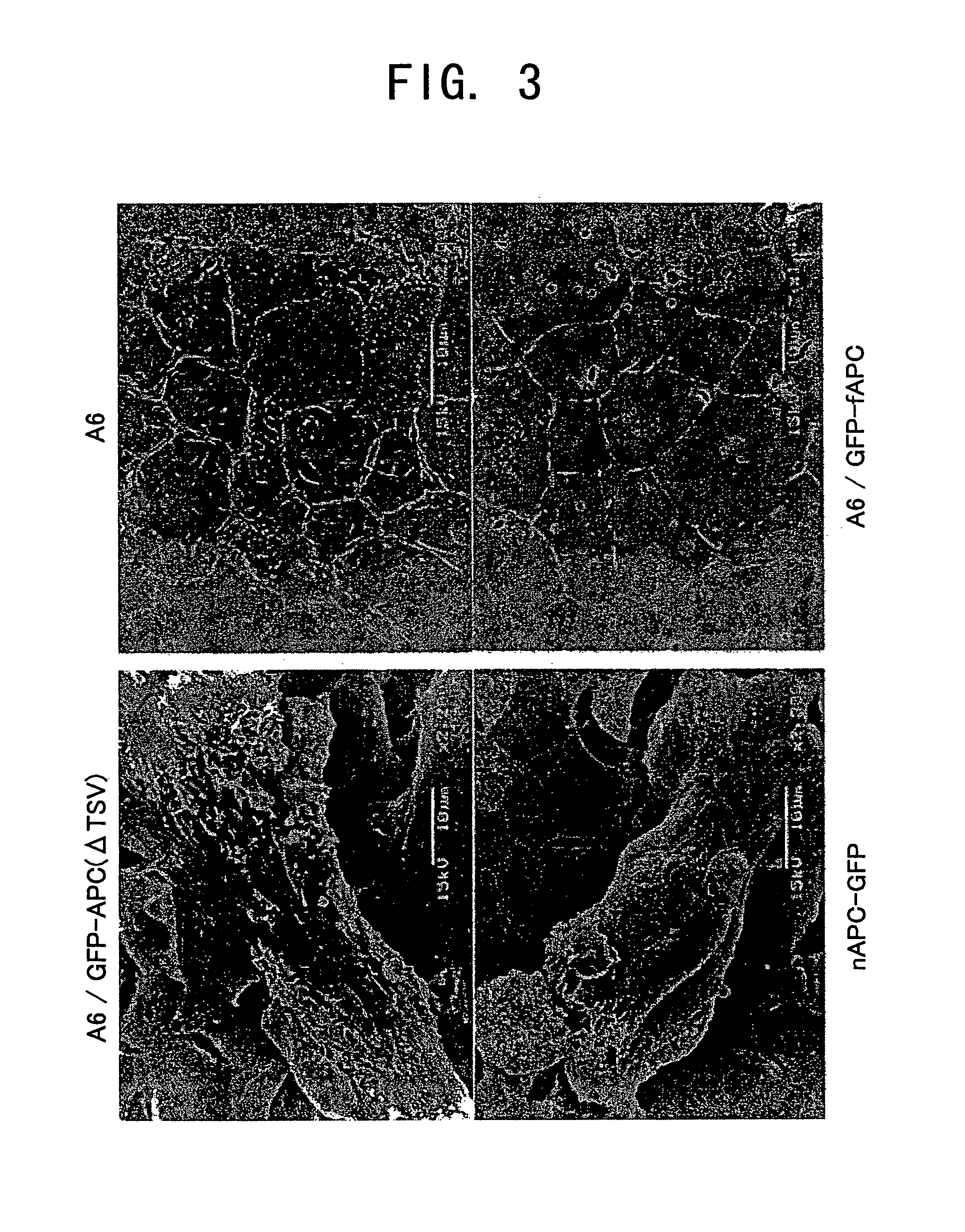 Cultured xenopus cell line expressing mutated apc