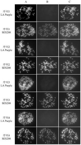 Saccharum spontaneum retrotransposon sequence and identification method thereof