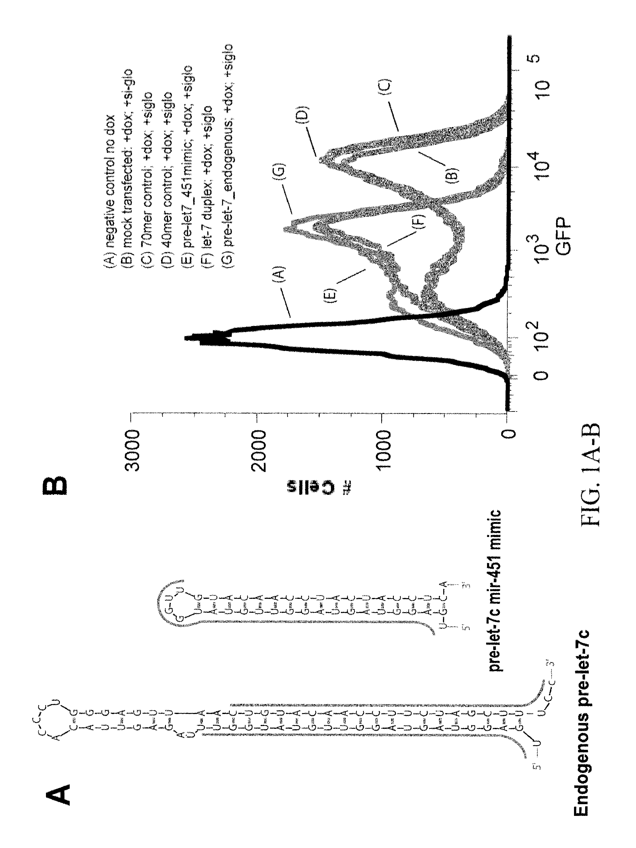 Structurally designed shRNAs