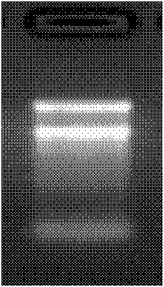 Kandelia candel (L.) druce ERF (ethylene-responsive element binding factor) transcription factor as well as encoding gene, expression vector and application thereof