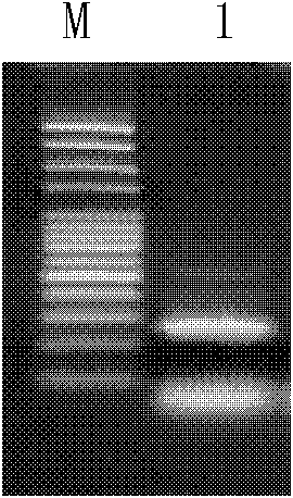 Kandelia candel (L.) druce ERF (ethylene-responsive element binding factor) transcription factor as well as encoding gene, expression vector and application thereof