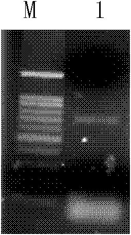 Kandelia candel (L.) druce ERF (ethylene-responsive element binding factor) transcription factor as well as encoding gene, expression vector and application thereof