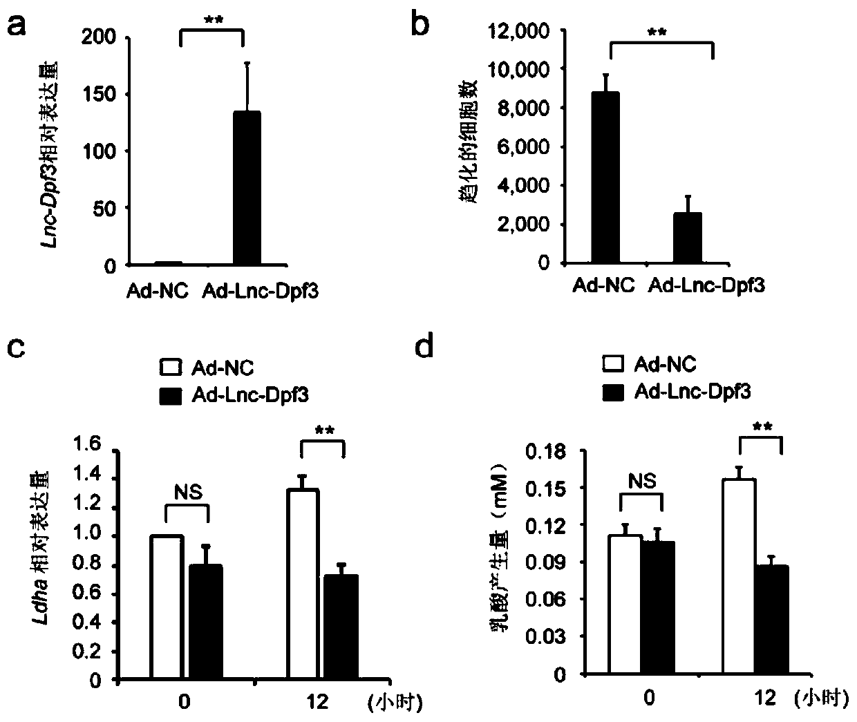 A novel long non-coding RNA, namely lnc-Dpf3, and a sequence, immunological effects and use thereof