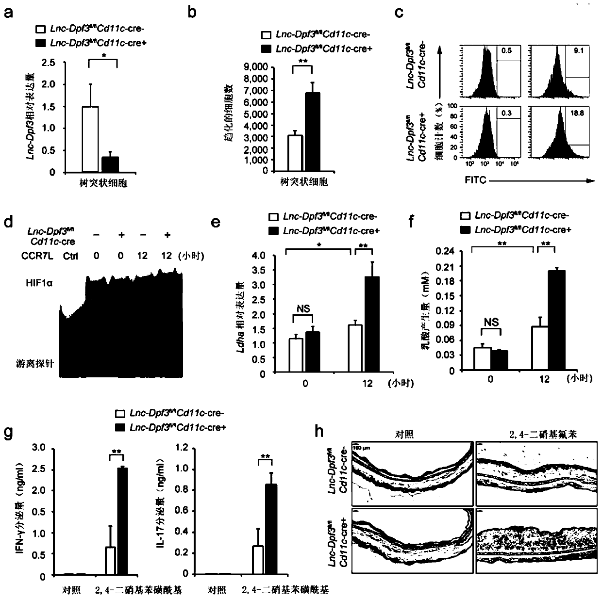 A novel long non-coding RNA, namely lnc-Dpf3, and a sequence, immunological effects and use thereof