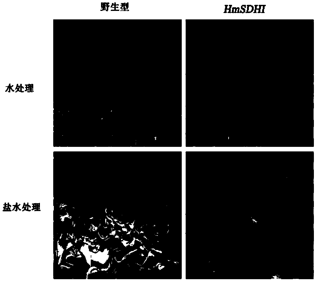 Sorbitol dehydrogenase gene derived from haloarcula marismortui and applications thereof