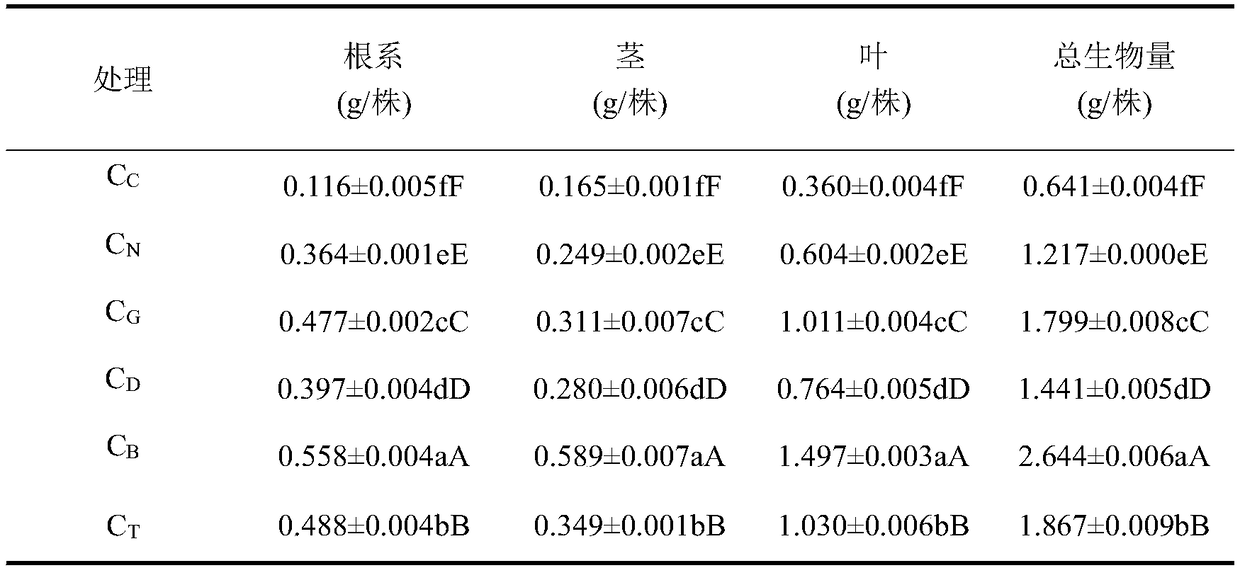 Method for reducing cadmium accumulation in cyphomandra befacea through mixed planting of galinsoga parviflora grating offspring