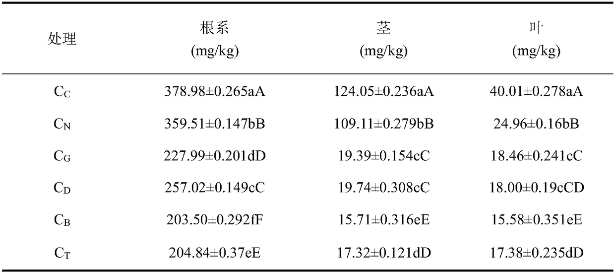 Method for reducing cadmium accumulation in cyphomandra befacea through mixed planting of galinsoga parviflora grating offspring