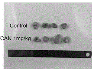 Medicine composition for inhibiting pancreatic cancer and application of medicine composition