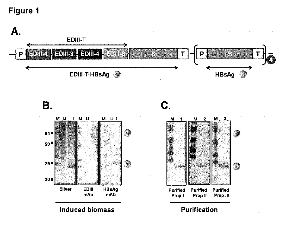 Tetravalent dengue vaccine