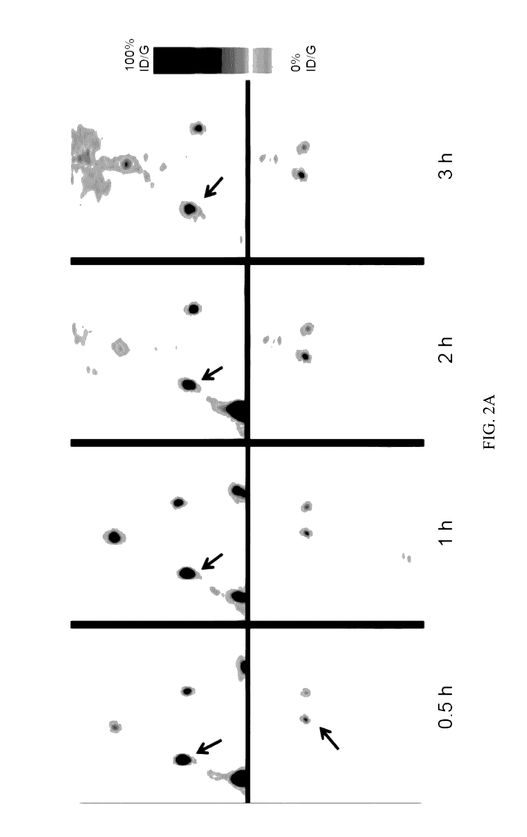 Labeled evans blue dye derivative for in vivo serum albumin labeling