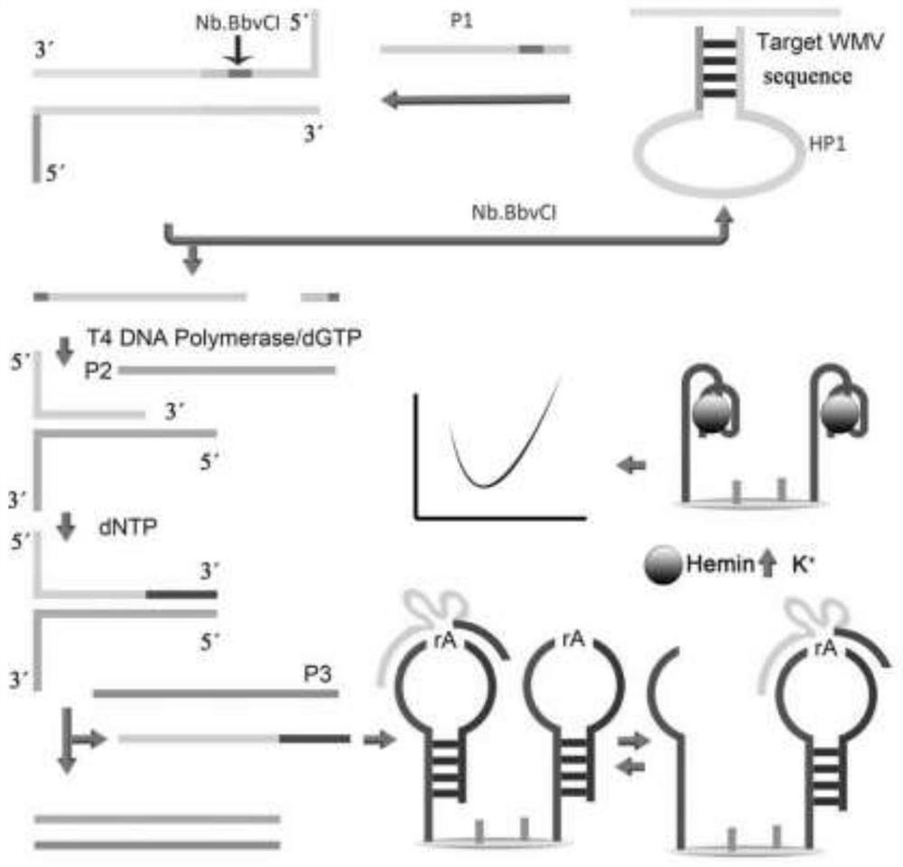 Watermelon mosaic virus detection sensor based on t4 DNA polymerase and its assembly method