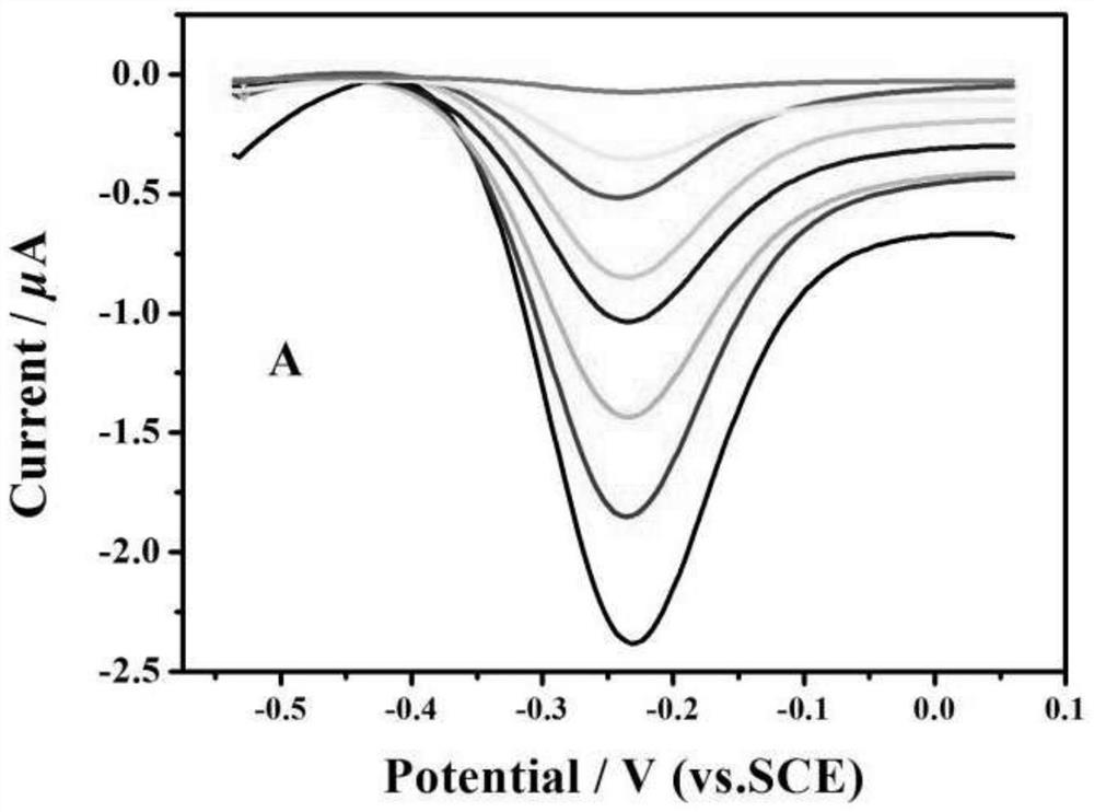 Watermelon mosaic virus detection sensor based on t4 DNA polymerase and its assembly method