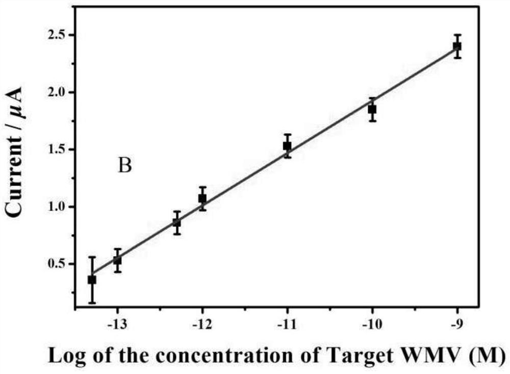 Watermelon mosaic virus detection sensor based on t4 DNA polymerase and its assembly method