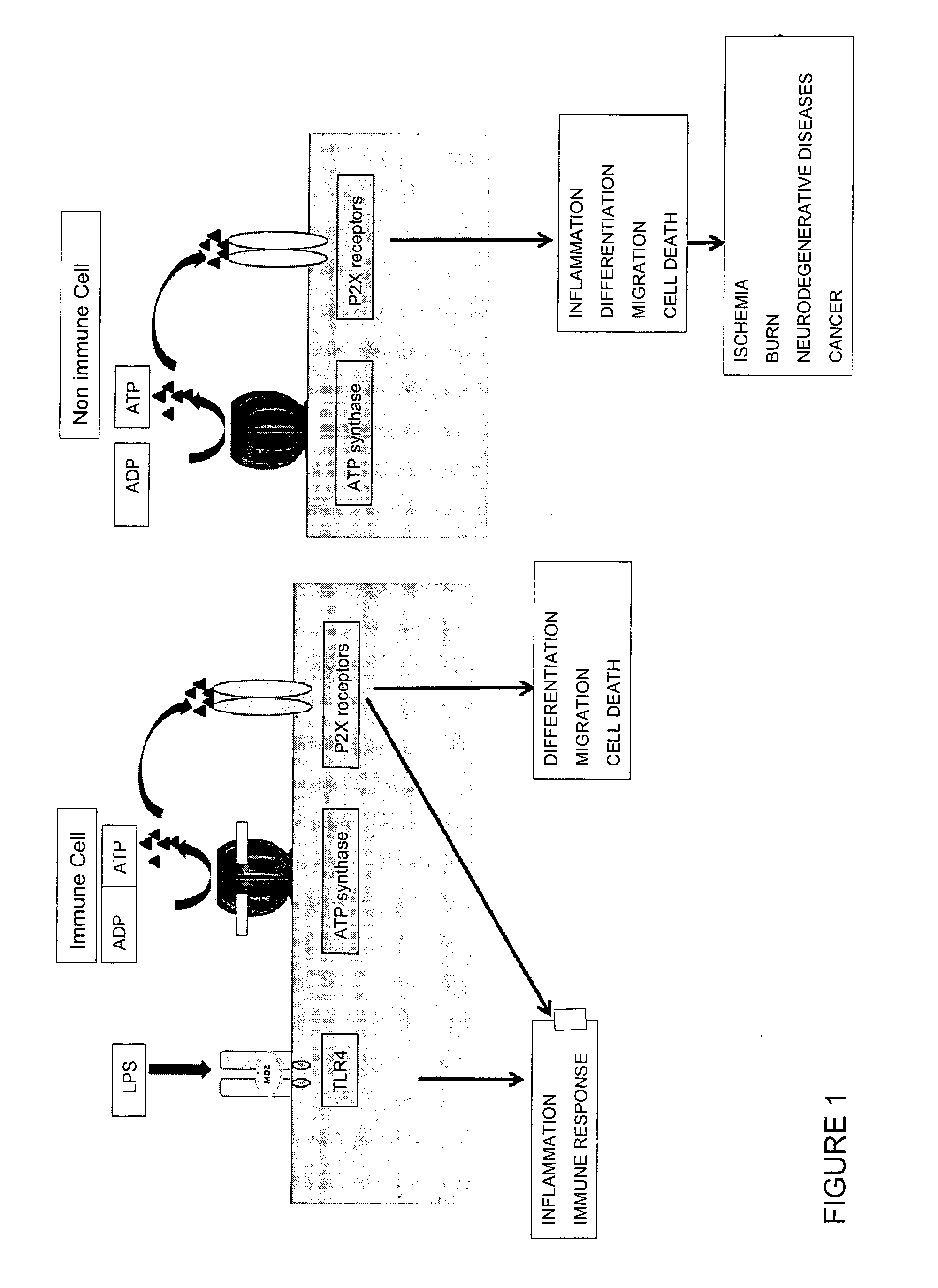 Glycolipid Mixture with Anti-Inflammatory Activity Obtained from Oscillatoria Planktothrix