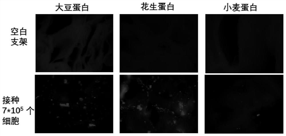 Plant-based cultured meat prepared based on vegetable protein scaffold and preparation method of plant-based cultured meat