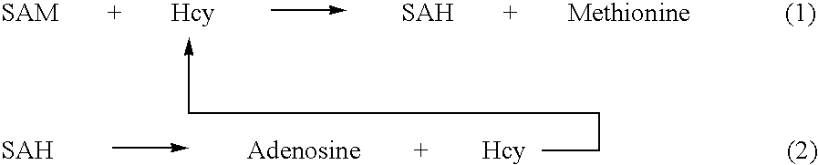 Methods and compositions for assaying homocysteine