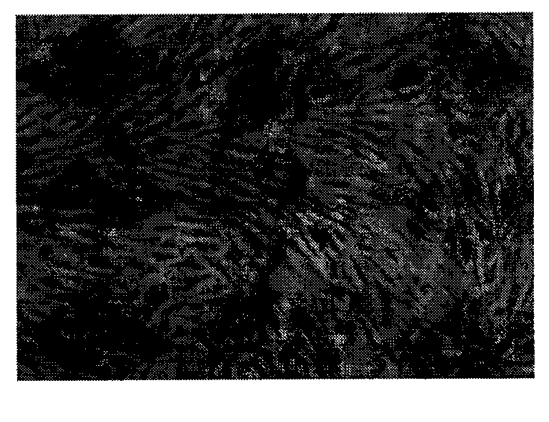 Monoclonal antibody (hybrid tumor) for neutralizing CYR61 and applications thereof