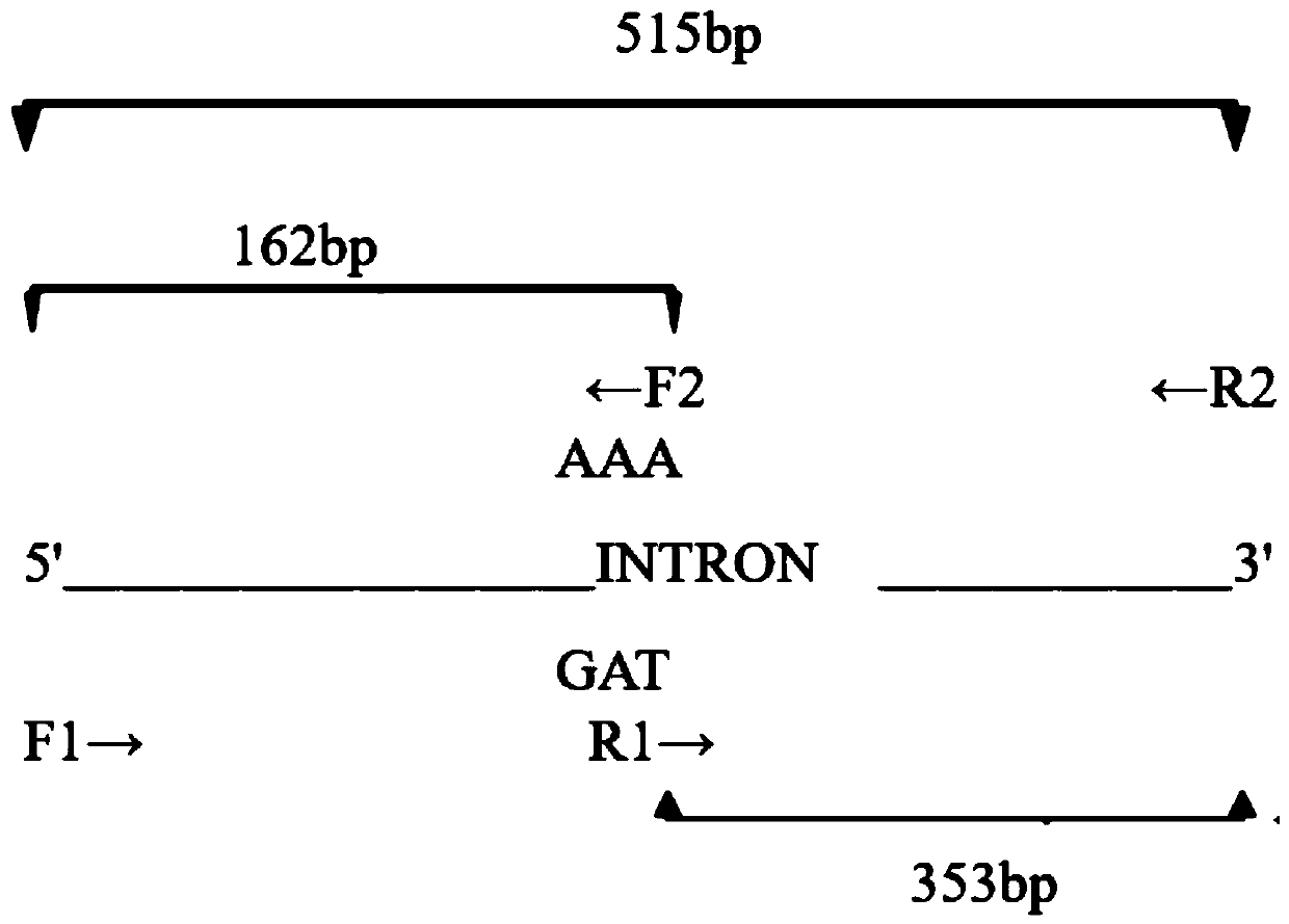 Blattella germanica knockdown resistance-related mutant gene, protein and identification primer and identification method