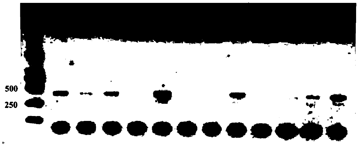 Blattella germanica knockdown resistance-related mutant gene, protein and identification primer and identification method