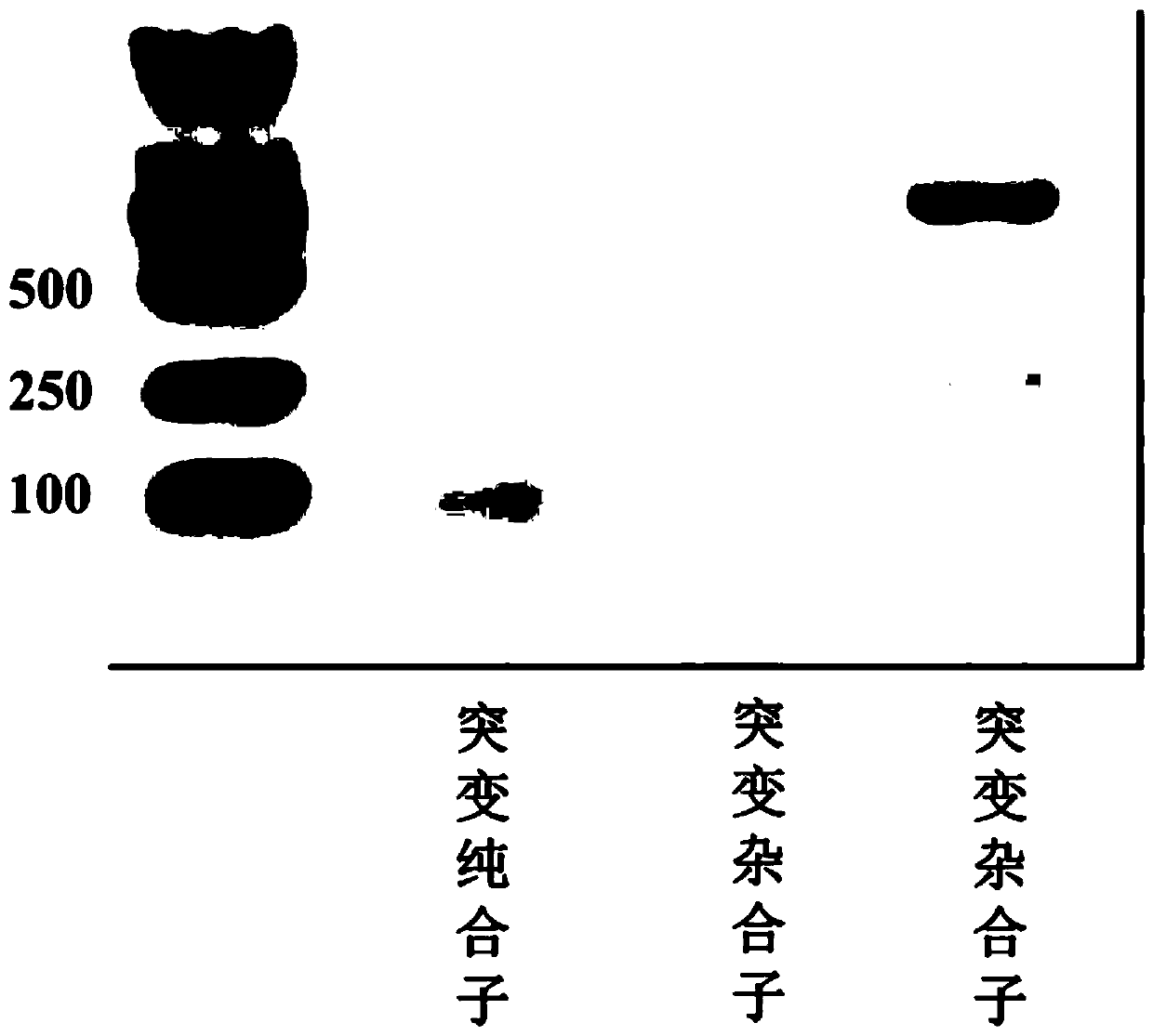 Blattella germanica knockdown resistance-related mutant gene, protein and identification primer and identification method