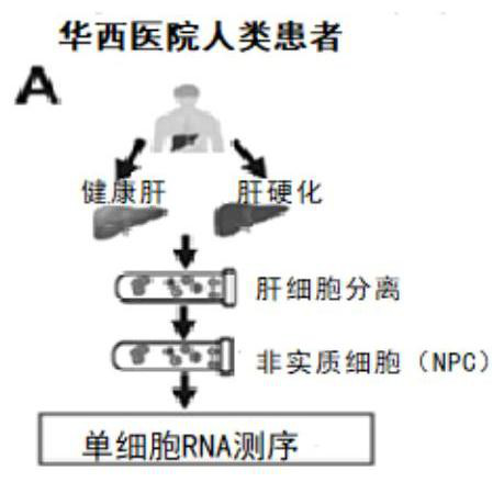 Application of vascular secretion factor in preparation of biomarker for detecting non-alcoholic steatohepatitis