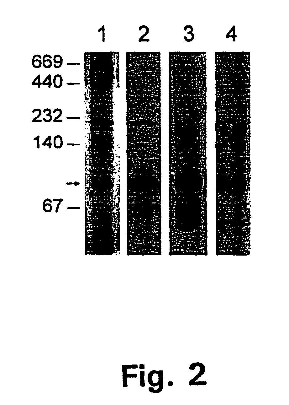 Hexose oxidase-encoding DNAs and methods of use thereof