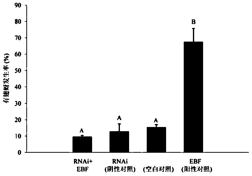 siRNA designed based on the olfactory receptor SaveOrco gene of the wheat aphid sitobion avenae and its application