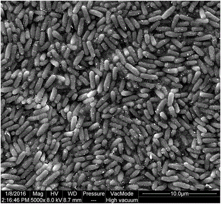 Plant antibacterial method implemented by using methylotrophic bacillus nkg‑1