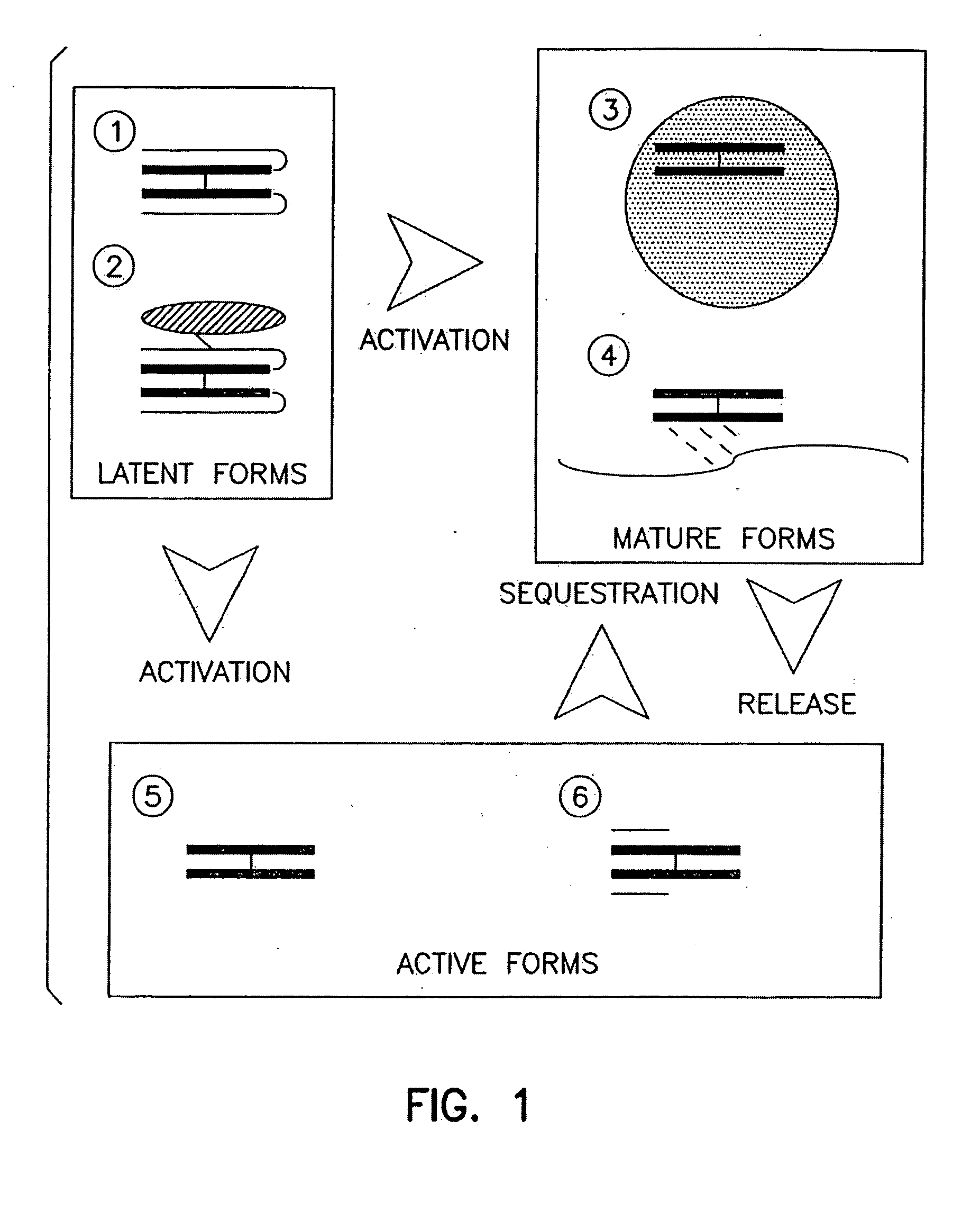 Compounds and therapies for the prevention of vascular and non-vascular pathologies