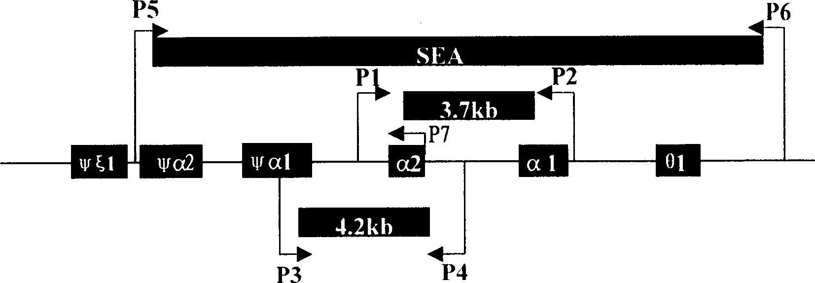 Multipled PCR detection for deletion type alpha globin gene