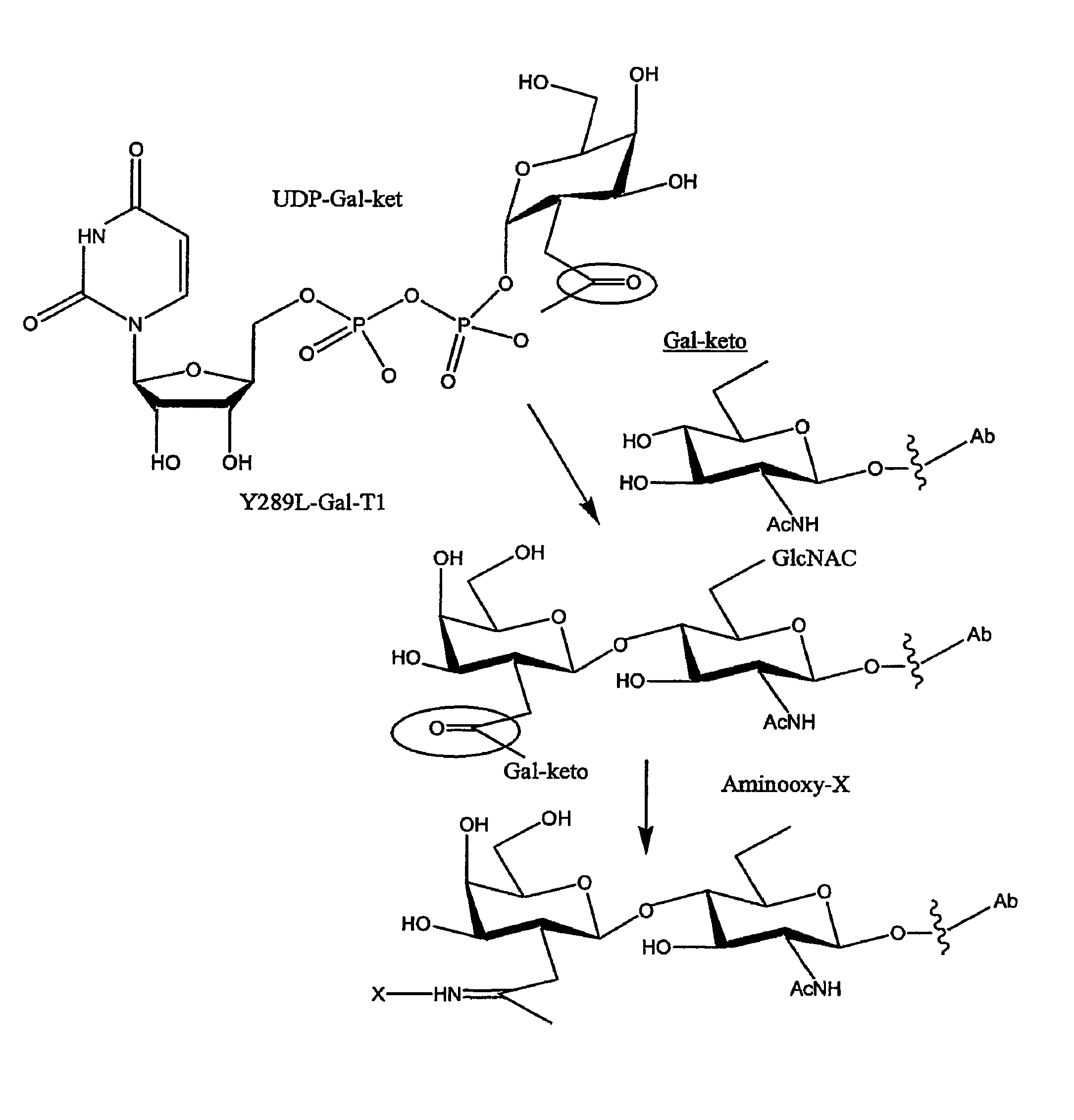 Targeted Delivery System for Bioactive Agents