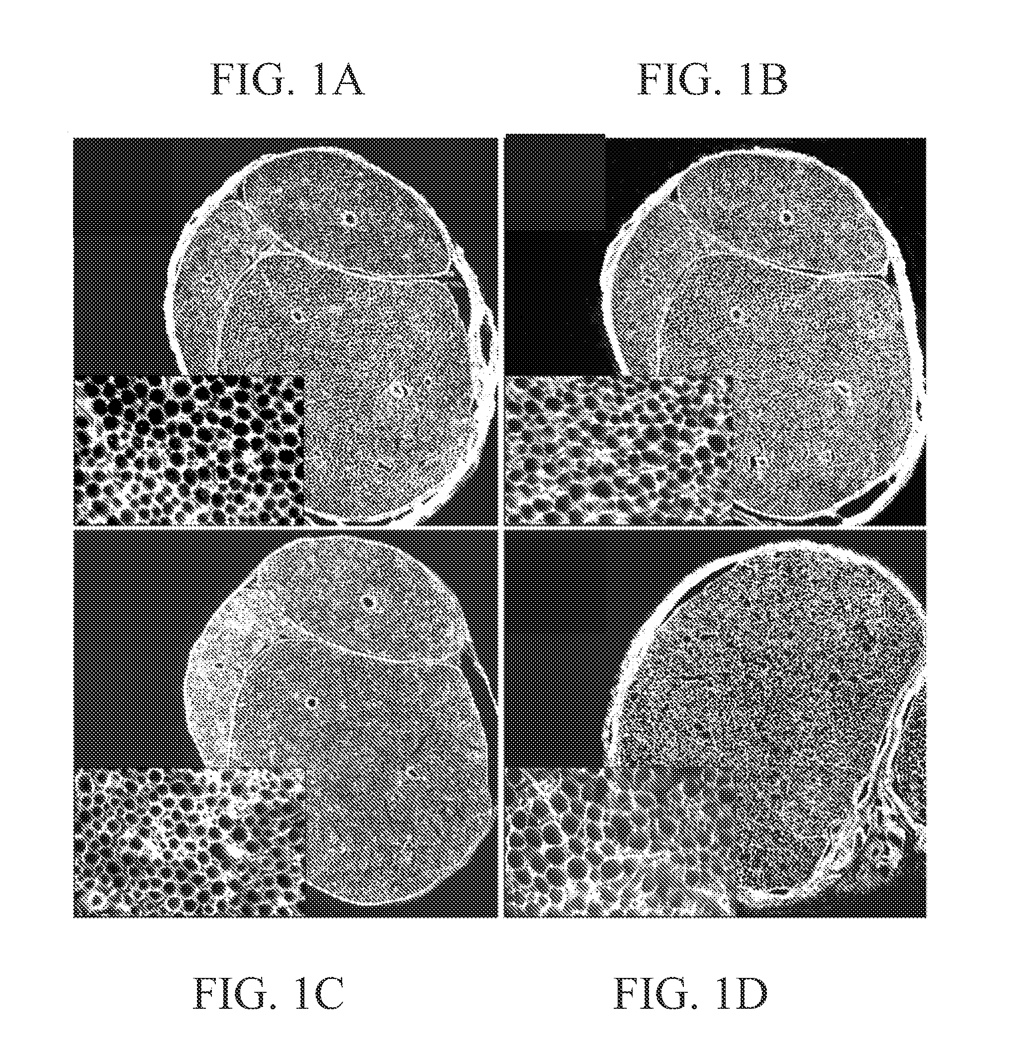 Material and Methods for Nerve Grafting