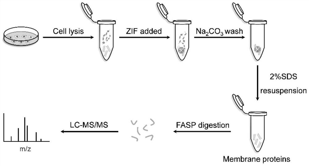 Method for extracting membrane protein and membrane-associated protein based on metal organic framework nano material