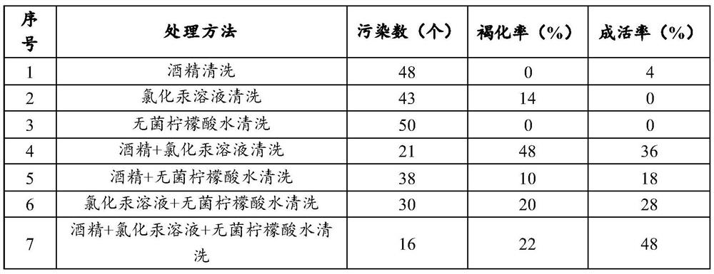 Tissue culture industrialized seedling raising method for tilia miqueliana