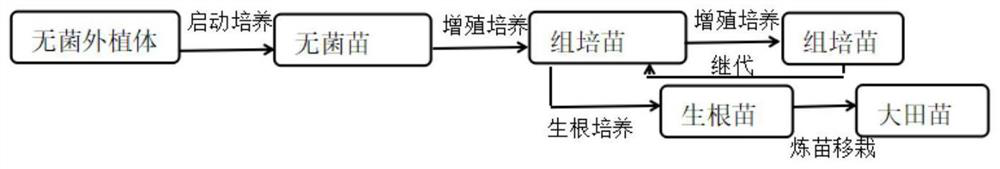 Tissue culture industrialized seedling raising method for tilia miqueliana