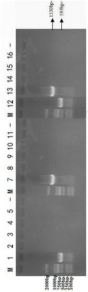 Dual RT-PCR (reverse transcription-polymerase chain reaction) detection for CDV (canine distemper virus) and CPIV (canine parainfluenza virus) and special primer for detection