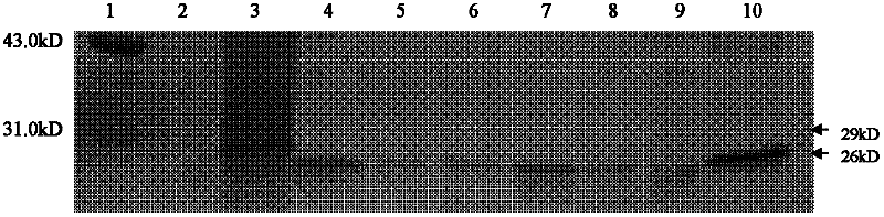 Synthetic pokeweed antiviral protein (PAP) antigen and antibody, and preparation method and application thereof