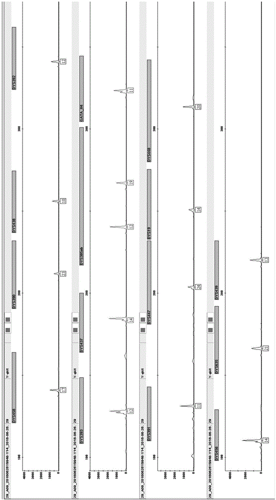 Method and system for Y-STR typing of individual man