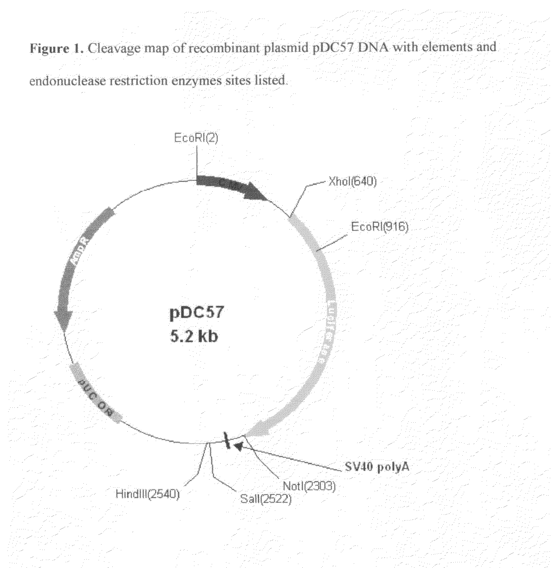 Modified luciola cruciata luciferase gene and protein