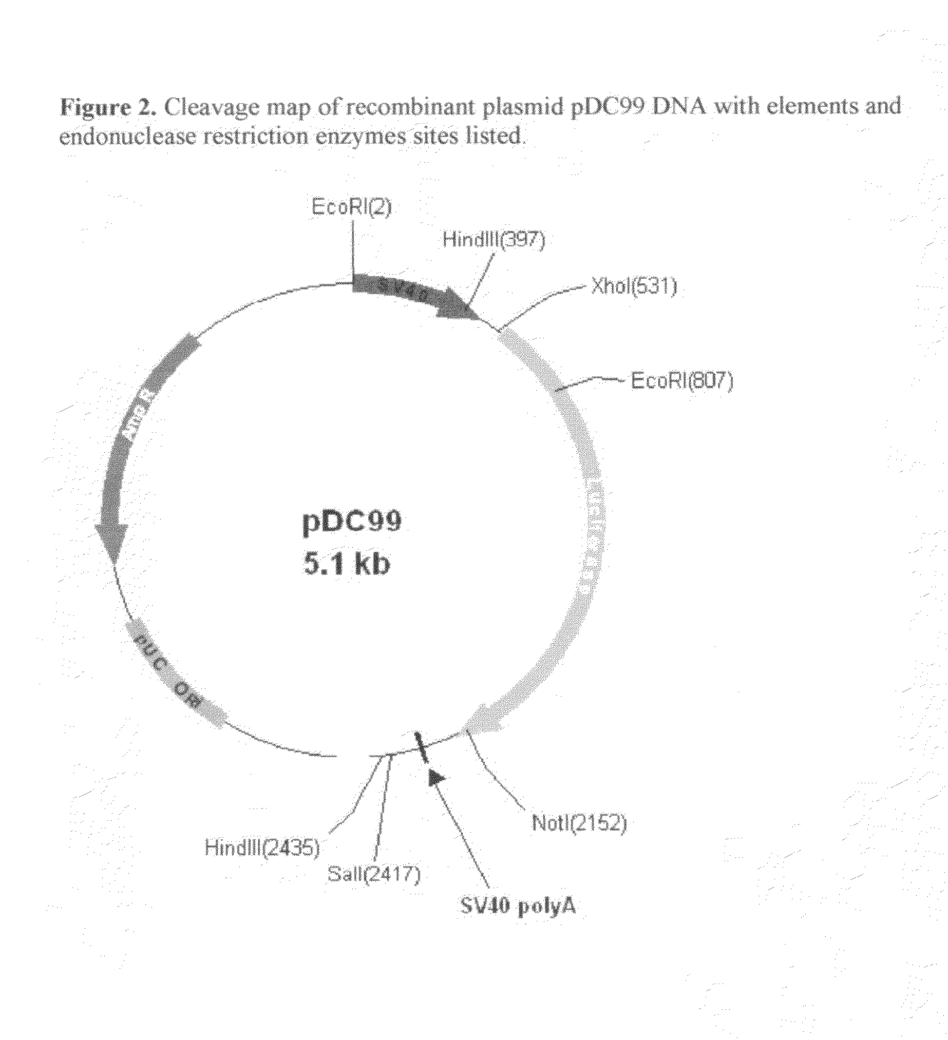 Modified luciola cruciata luciferase gene and protein