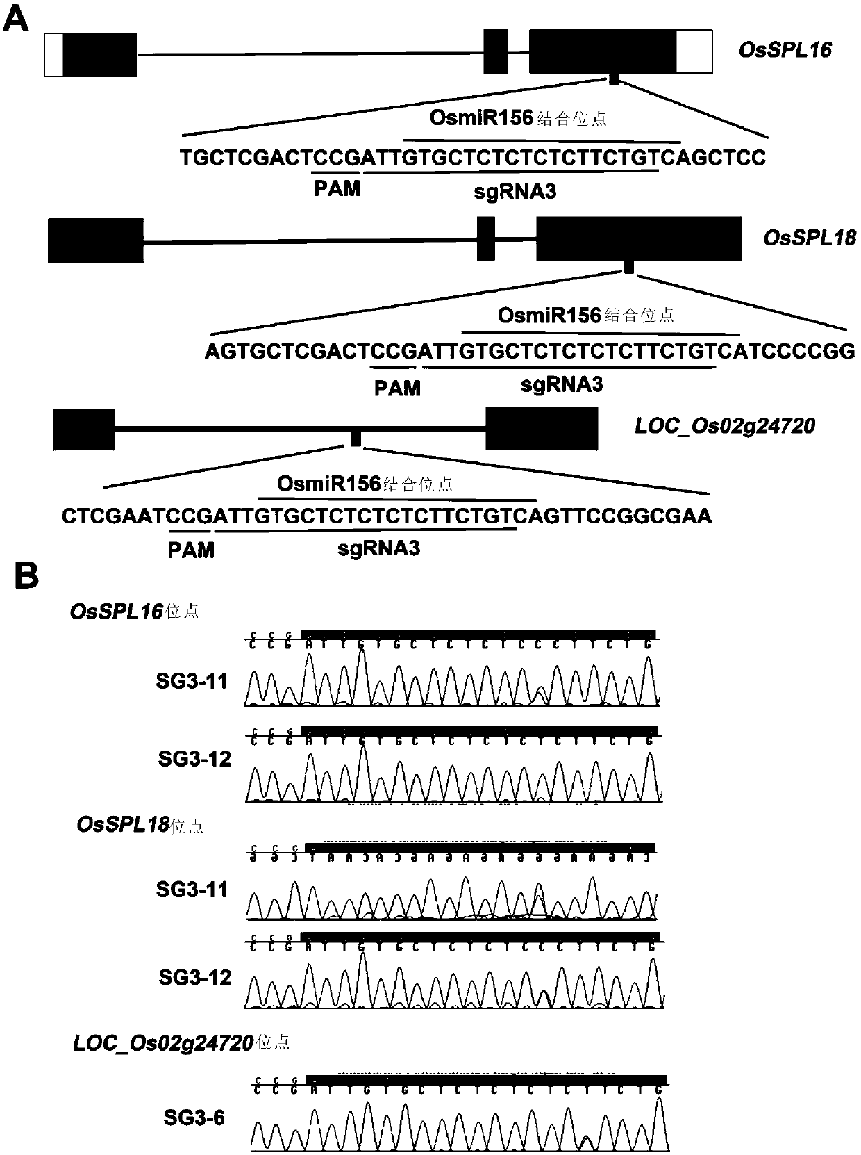 Method for site-directed replacement of plant genome