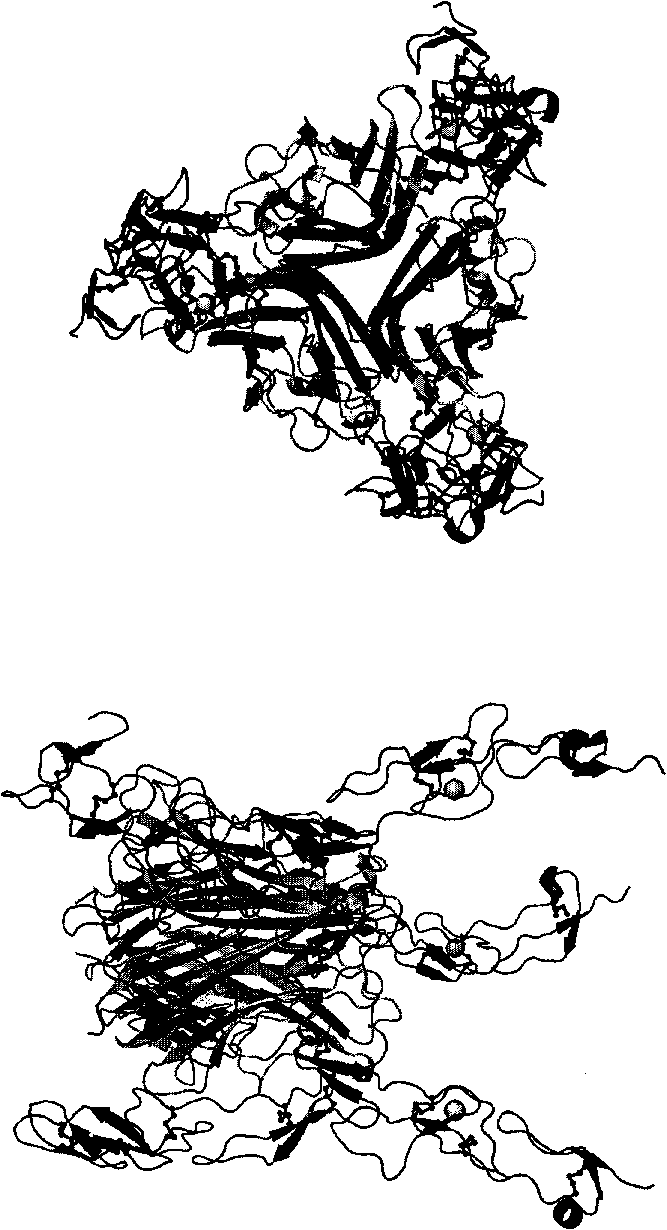 Crystal of rat RANK/RANKL extracellular compound, preparation method and application thereof