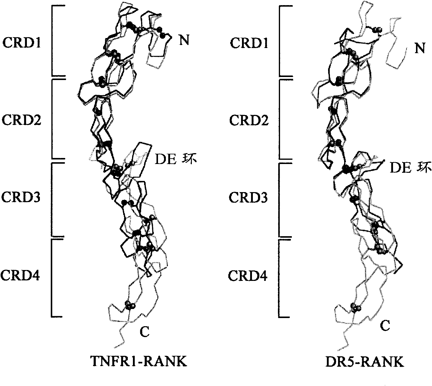 Crystal of rat RANK/RANKL extracellular compound, preparation method and application thereof