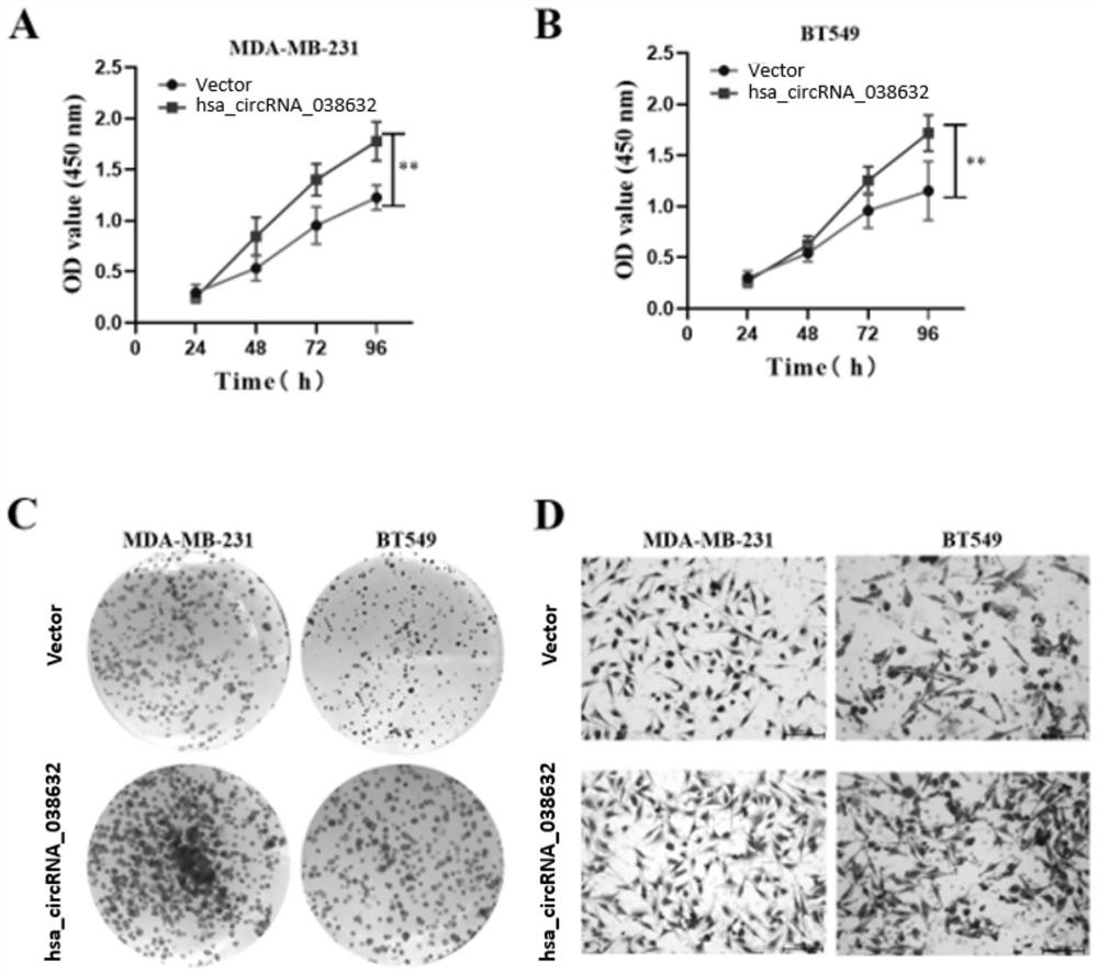 A circular RNA detection kit predicts responsiveness to neoadjuvant chemotherapy in triple-negative breast cancer