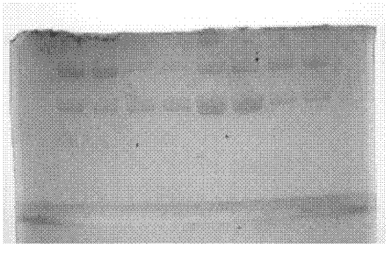 Preparation method of rat tail collagen protein