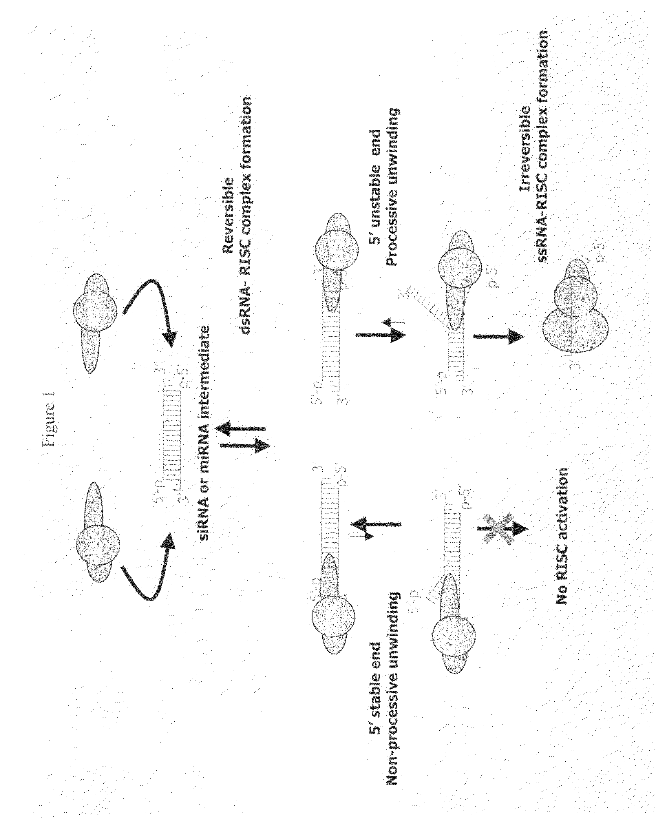 siRNA targeting protein kinase N-3 (PKN-3)